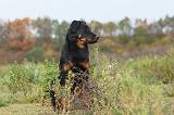 BEAUCERON 321